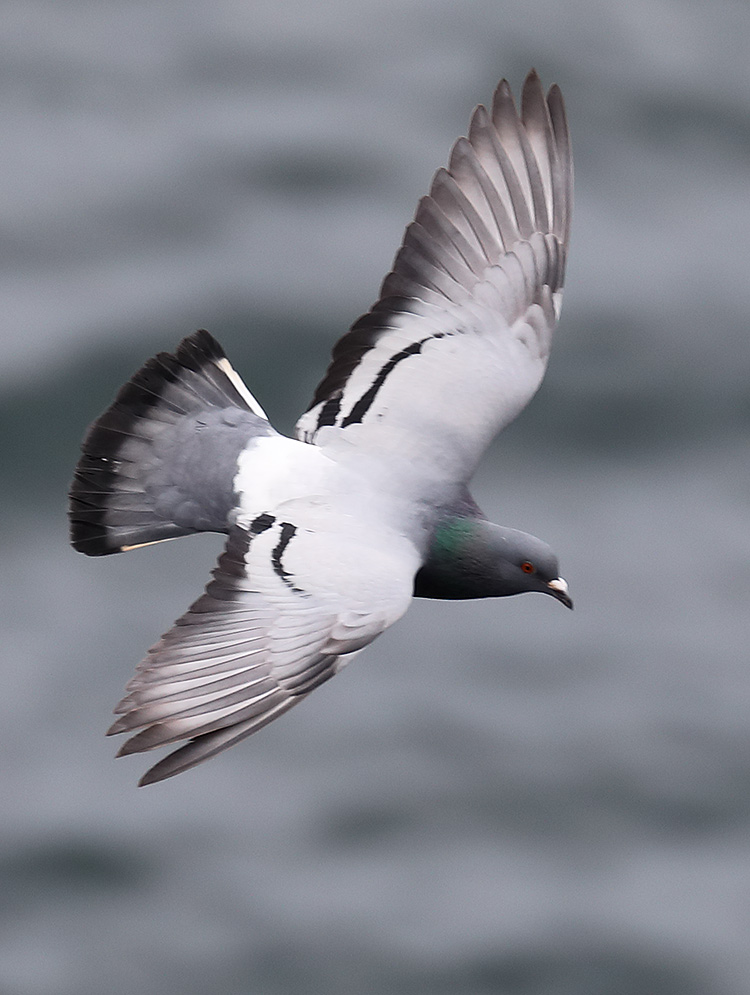 feral pigeon/rock dove